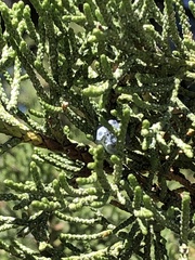 Juniperus occidentalis