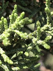 Juniperus occidentalis