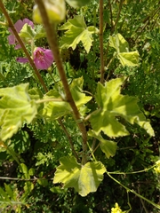 Malva × clementii