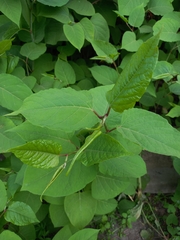 Reynoutria × bohemica