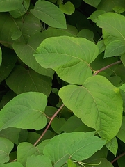 Reynoutria × bohemica