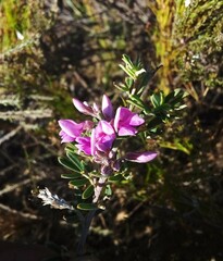 Indigofera sp11