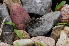 Cicindela sedecimpunctata