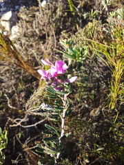 Indigofera sp11