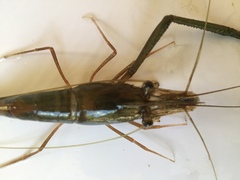 Macrobrachium acanthurus