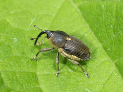Odontocorynus