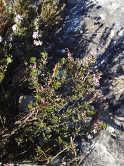 Indigofera sp11