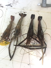 Macrobrachium acanthurus