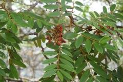 Lonchocarpus rugosus
