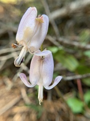 Dicentra pauciflora