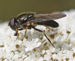 Cheilosia pagana