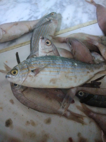Salema Porgy