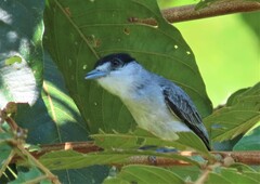 Pachyramphus rufus