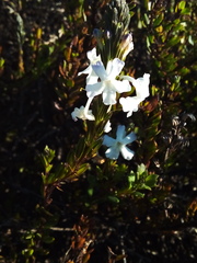 Chascanum