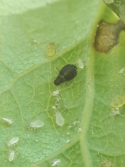 Chaitophorus tremulae