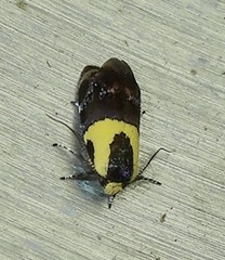 Rectiostoma xanthobasis