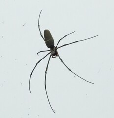 Nephila vitiana