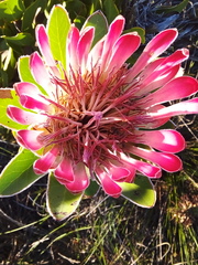 Protea burchellii × compacta