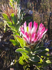 Protea burchellii × compacta