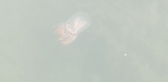 Polyorchis penicillatus
