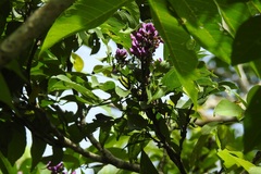 Lonchocarpus sumiderensis