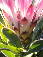 Protea burchellii × compacta