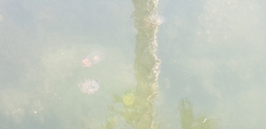 Polyorchis penicillatus