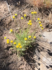 Erigeron aphanactis
