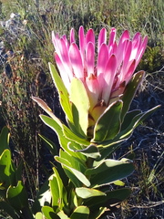 Protea burchellii × compacta