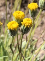 Erigeron aphanactis