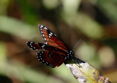 Limenitis archippus floridensis