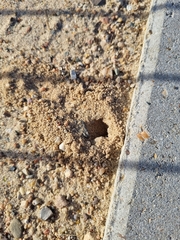 Dasypoda hirtipes