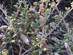 Indigofera brachystachya