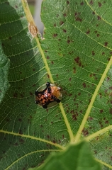 Aspidimorpha quinquefasciata