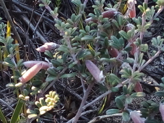 Indigofera brachystachya