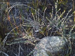 Indigofera brachystachya