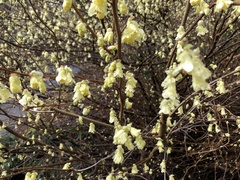 Corylopsis pauciflora