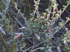 Indigofera brachystachya