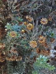 Achyranthemum mucronatum