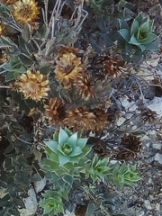 Achyranthemum mucronatum