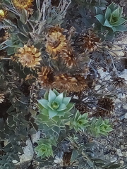 Achyranthemum mucronatum