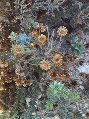 Achyranthemum mucronatum