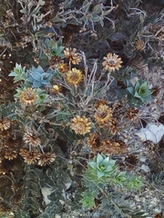 Achyranthemum mucronatum