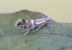 Phyllonorycter insignitella