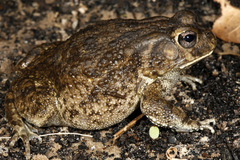 Sclerophrys pusilla