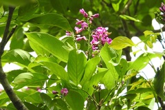 Lonchocarpus sumiderensis