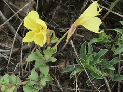Oenothera macrocarpa