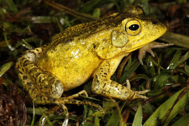 Lemaire's Toad