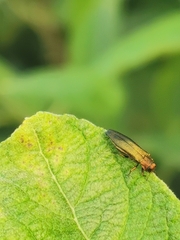 Agrilus viridis