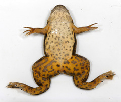 Peters' Clawed Frog photo 1